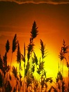 Summer Solstice