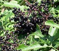 Celtic Elder Tree