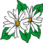 Daisies