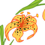 Honeysuckle
