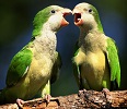 Animal Love Symbolism