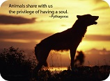 Dreams and Meditations for
Discovering Your Animal Totems