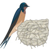 Swallow