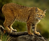 Bobcat