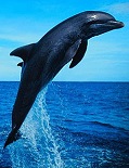 Dolphin