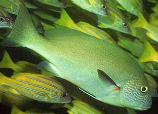 Symbolic Meanings of Fish