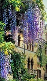 Wisteria Symbolism