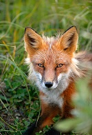 Fox Symbolism