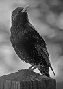 Black Birds