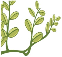 Jade Plant