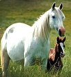 Horse Meanings inNative American