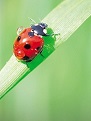 Beetle Meaning