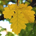 Oak