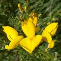 Broom Flower