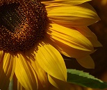 Symbolic Sunflower