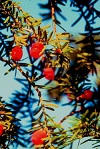 Celtic Meaning of the Yew Tree