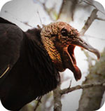 Vulture