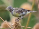 Molting Birds