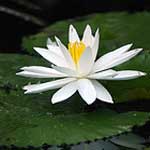 Water Lily