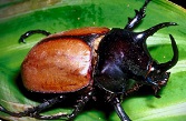 Beetle Bodies
